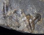 Ellipsocephalus hoffi (SCHLOTHEIM 1823) - Bild © FossNet FossilienStore